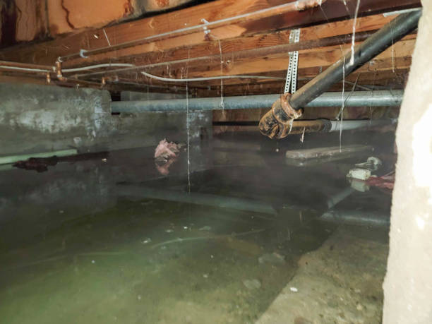 Best Water damage cleanup near me  in Junction City, KY